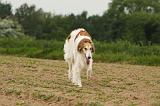 BARZOI 149